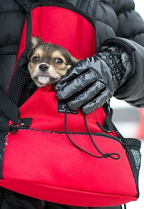 Hund vor Wetter geschützt